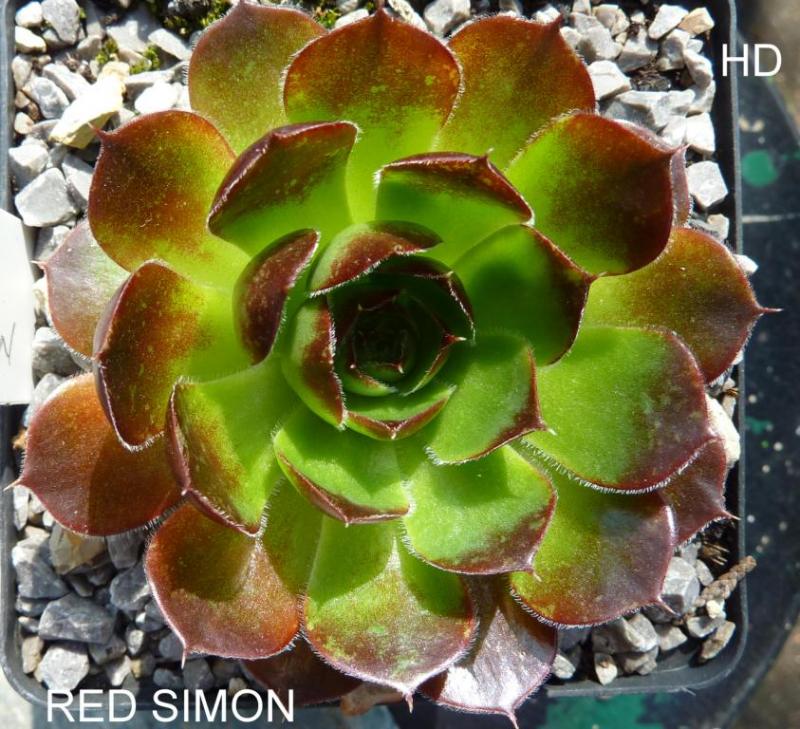 Red Simon / Jovi