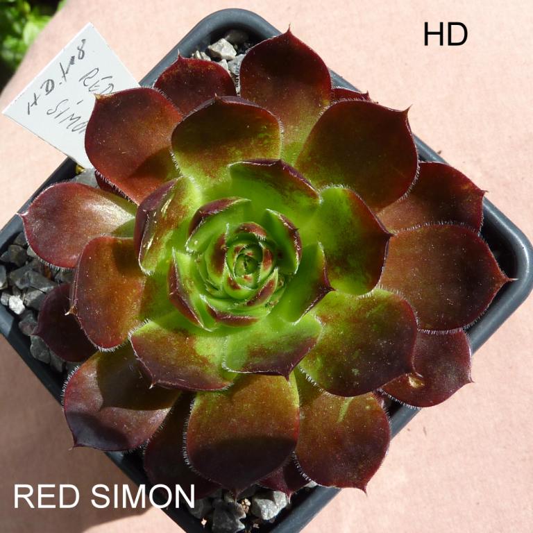 Red Simon / Jovi