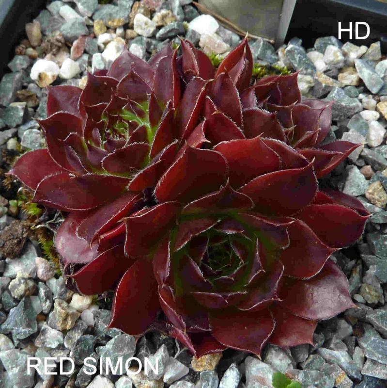 Red Simon / Jovi