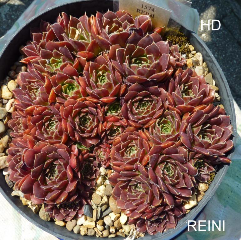 Reini / Jovi