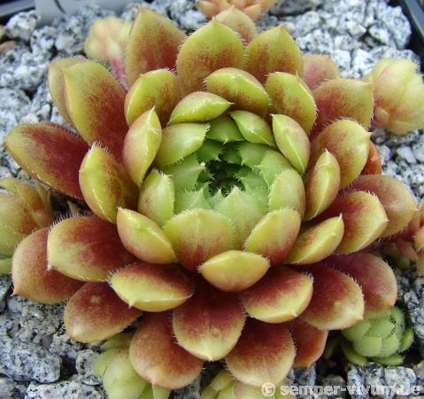 Pachamama
