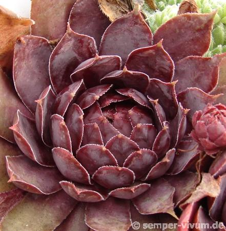 Schwarze Rose