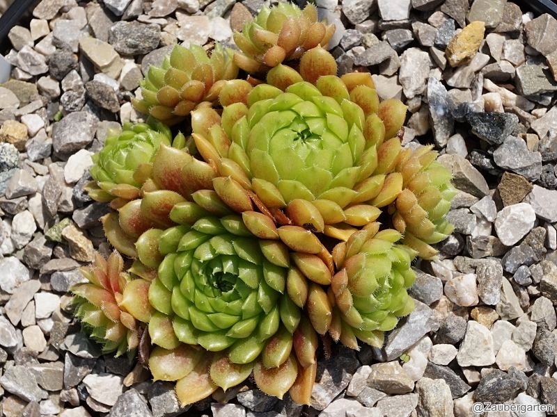 Pachamama