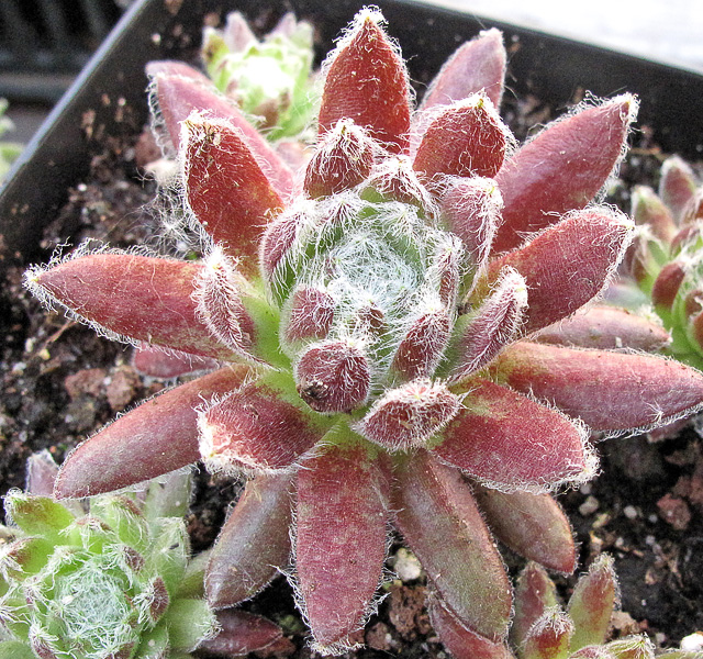 Sun Queen