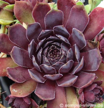 Schwarze Rose