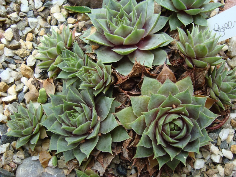 Grey Green