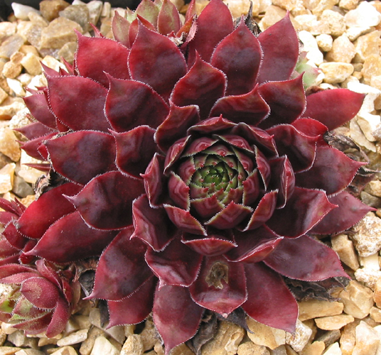 Red Devil