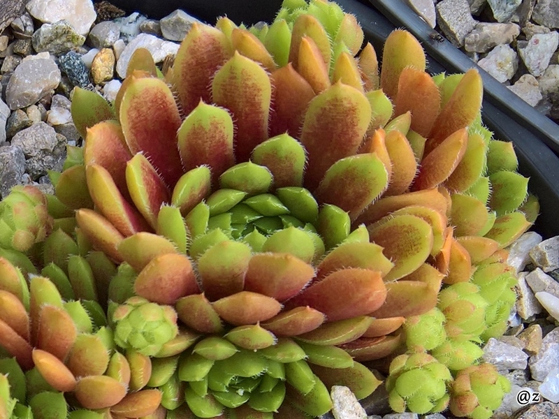 Pachamama