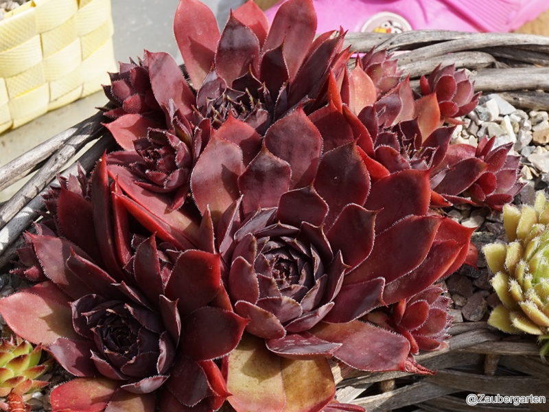 Schwarze Rose