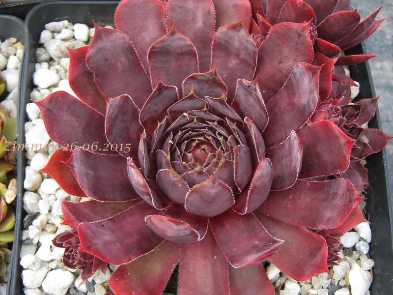 Schwarze Rose