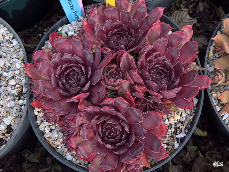 Schwarze Rose