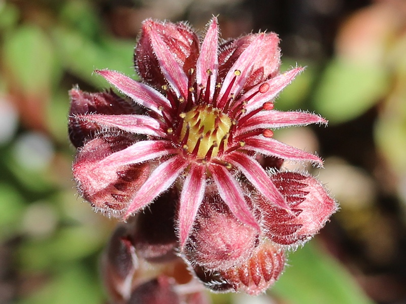 Schwarze Rose