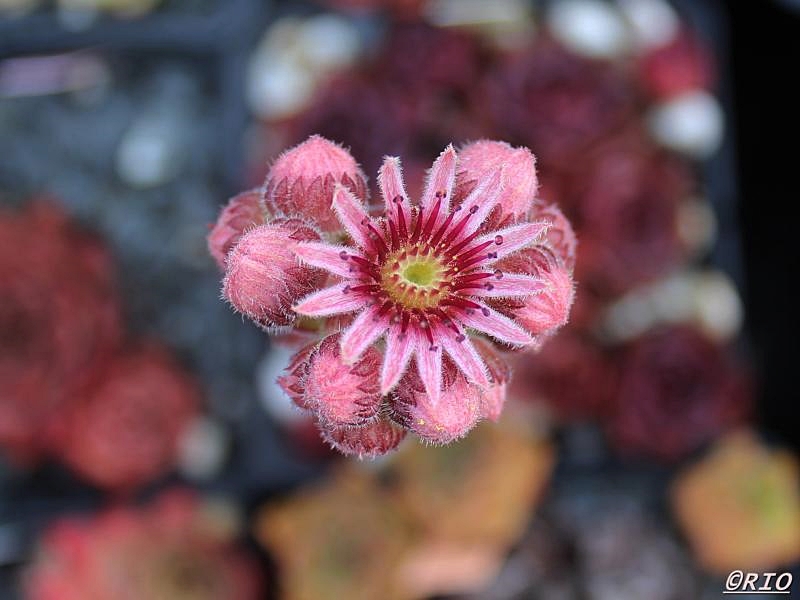Schwarze Rose