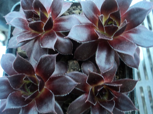 Schwarze Rose