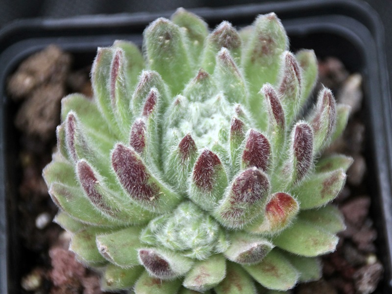 Green Ice