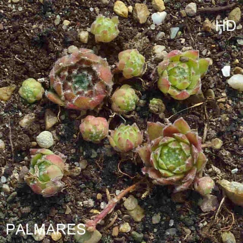 Palmares
