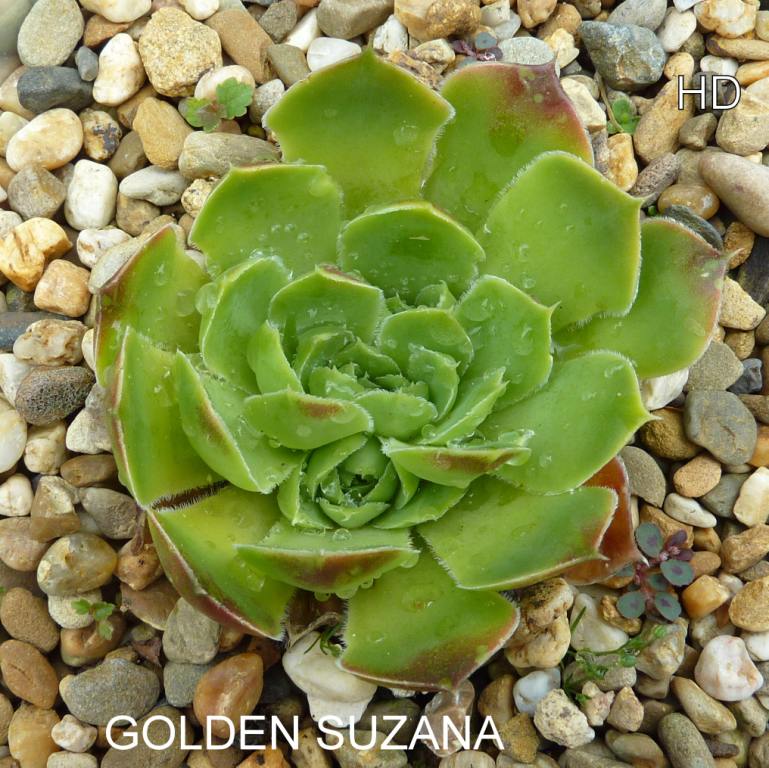 Golden Suzanna / Jovi