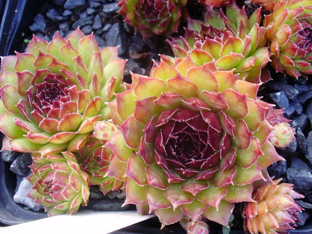 Glauca Minor