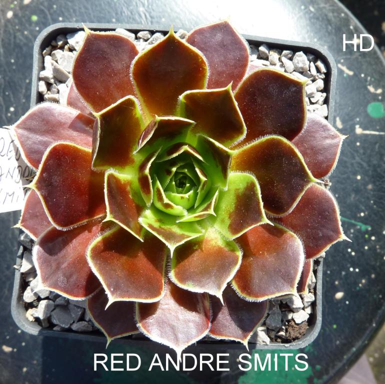 Red Andre Smits / Jovi