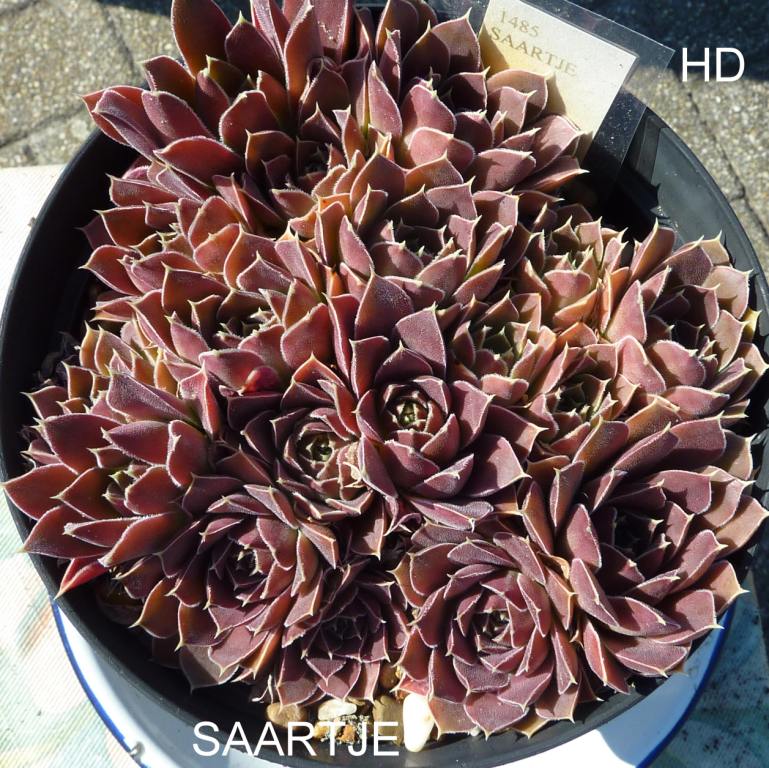 Saartje / Jovi