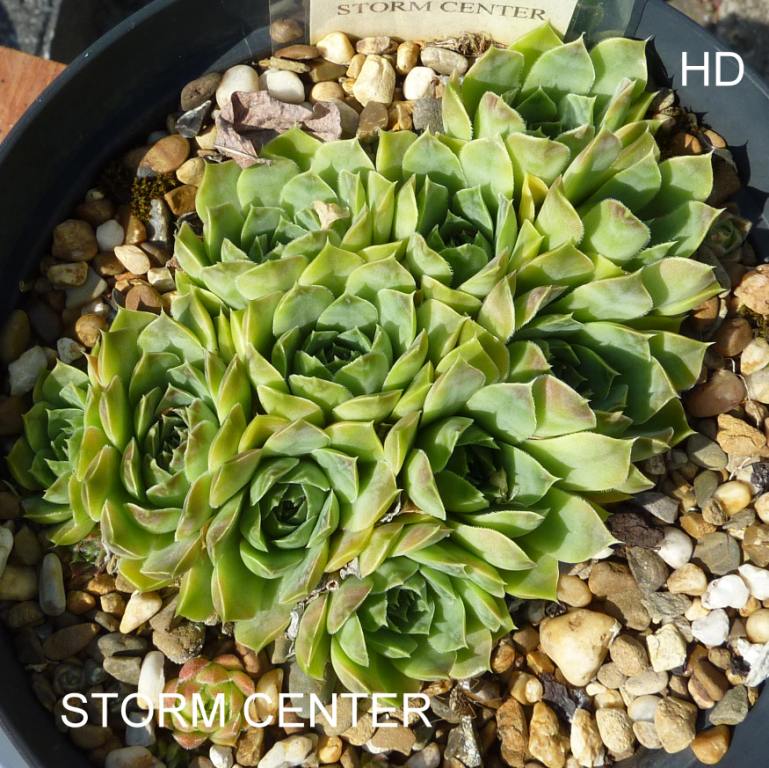 Storm Center / Jovi