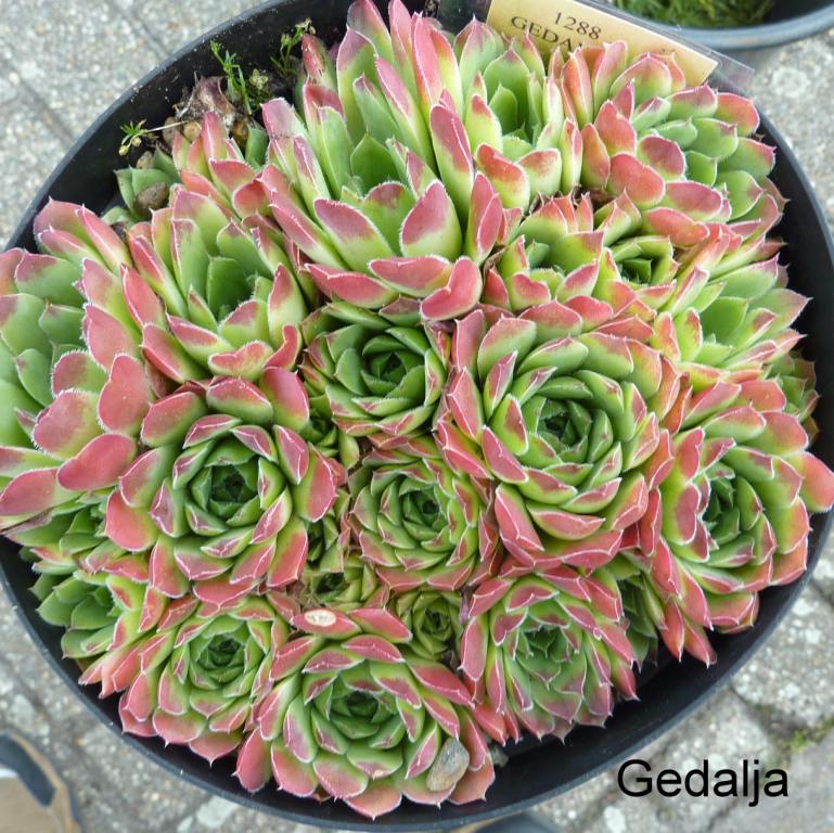 Gedalja / Jovi