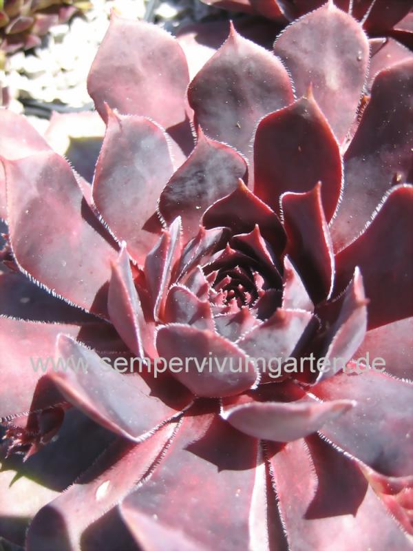 Schwarze Rose