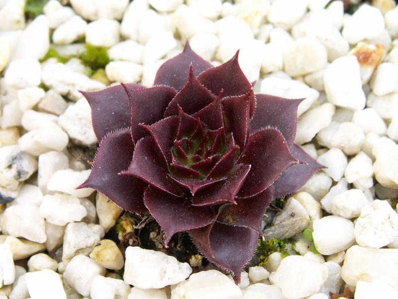 Schwarze Rose