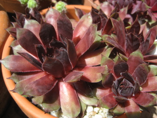 Red Devil