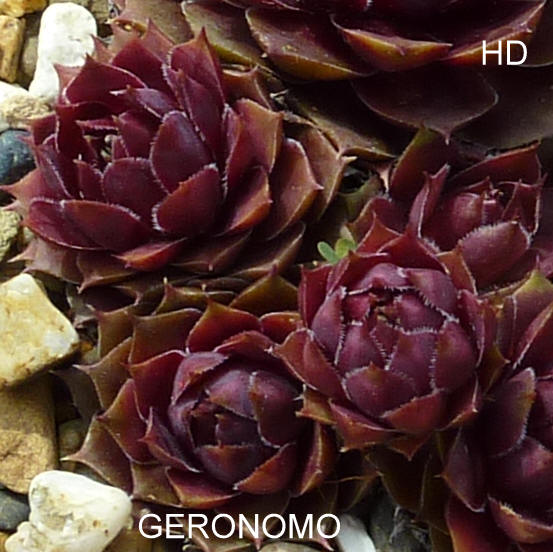 Geronomo