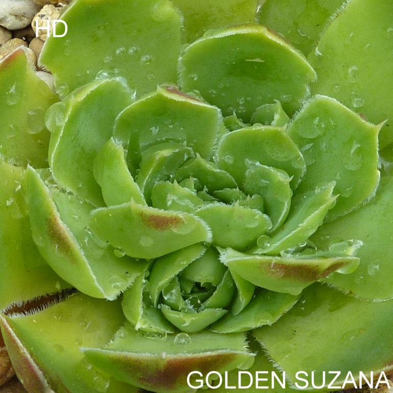 Golden Suzanna / Jovi