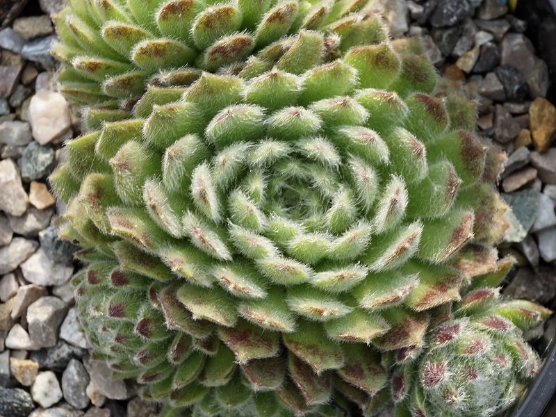 Green Ice