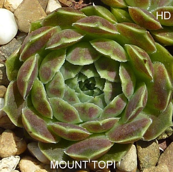 Mount Topi / Jovi