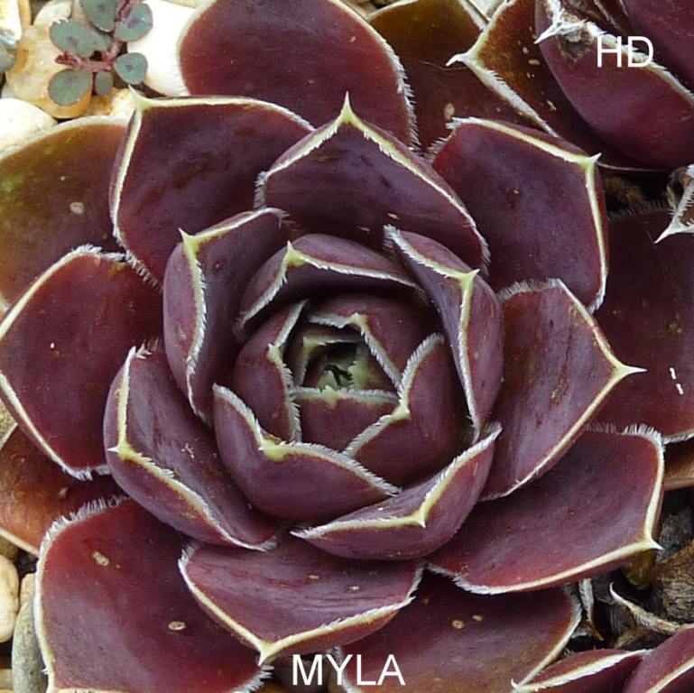 Myla / Jovi