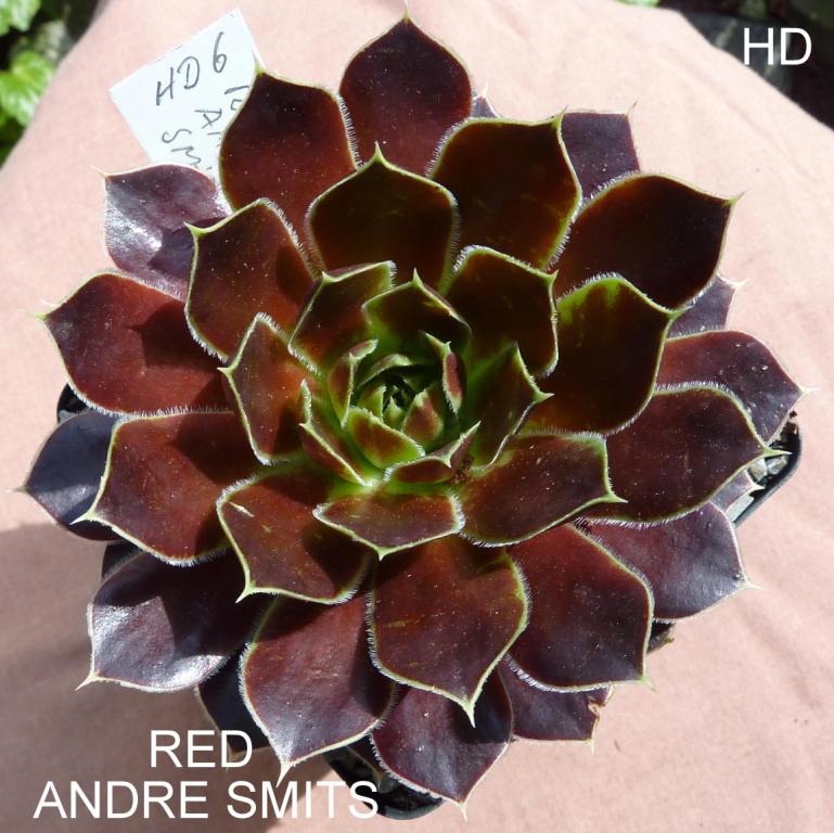 Red Andre Smits / Jovi