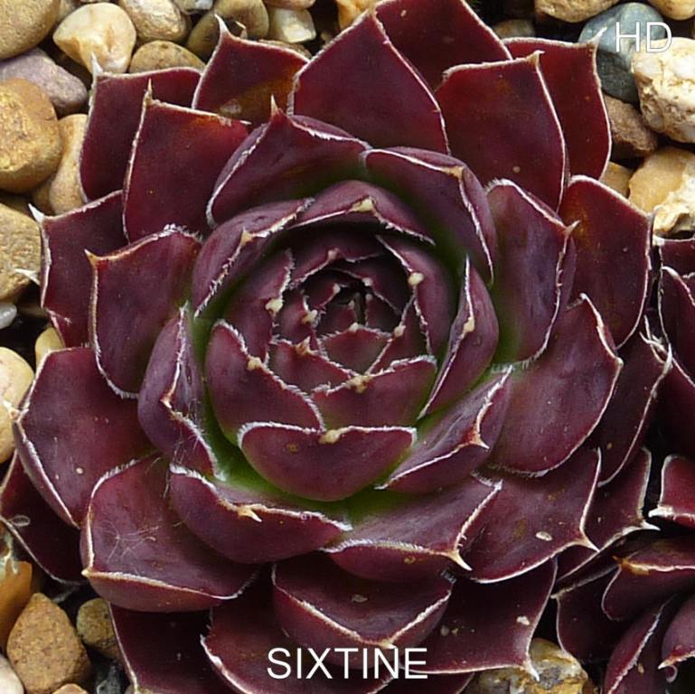 Sixtine / Jovi