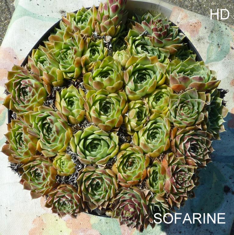 Sofarine / Jovi