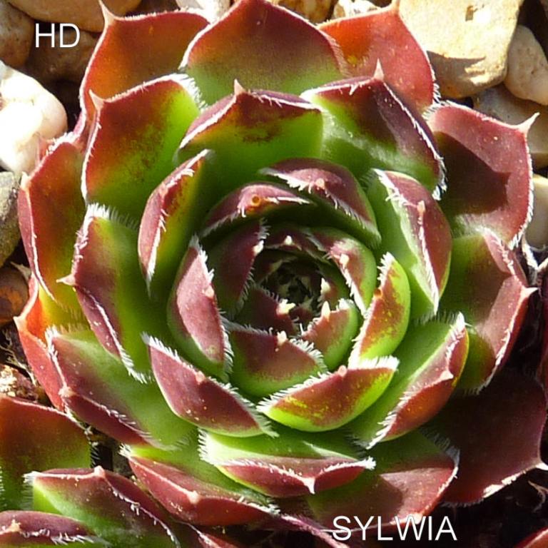 Sylwia / Jovi