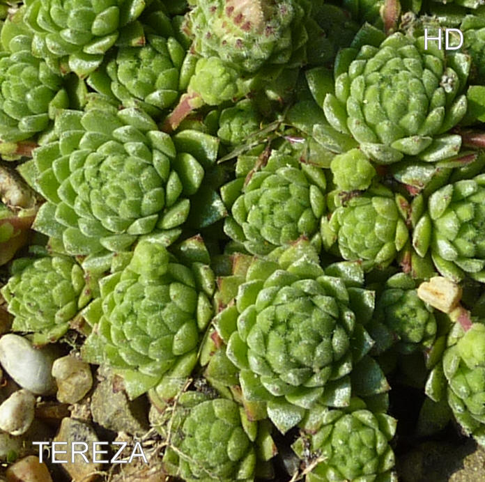 Tereza