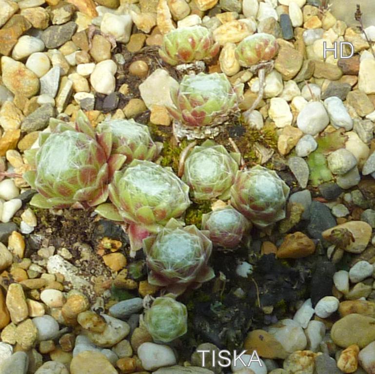 Tiska