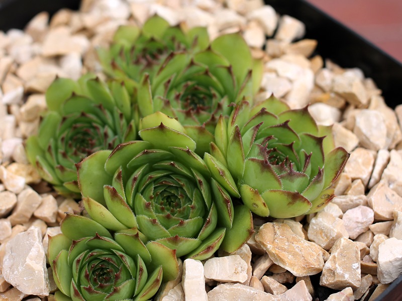 Green Star