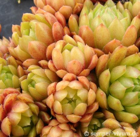 Pachamama