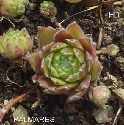 Palmares