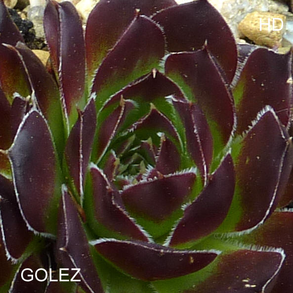 Golez / Jovi