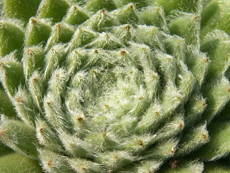 Green Ice