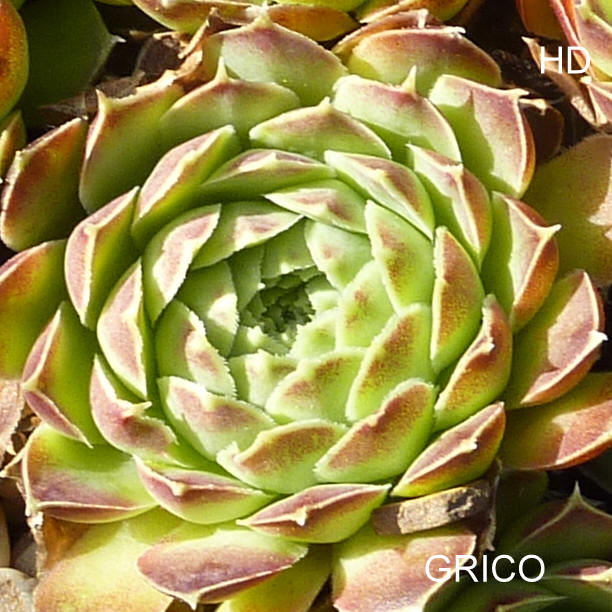 Grico / Jovi