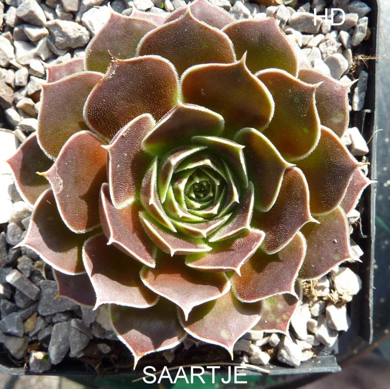 Saartje / Jovi