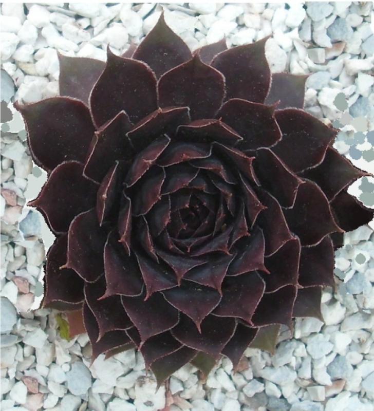 Schwarze Rose