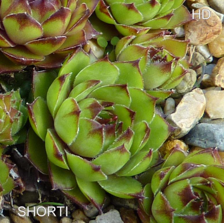Shorti