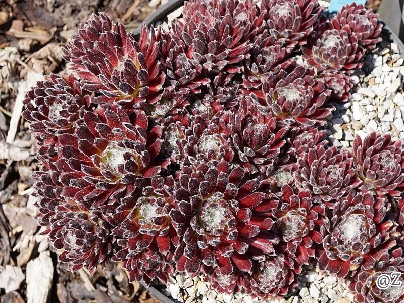 Sun Queen